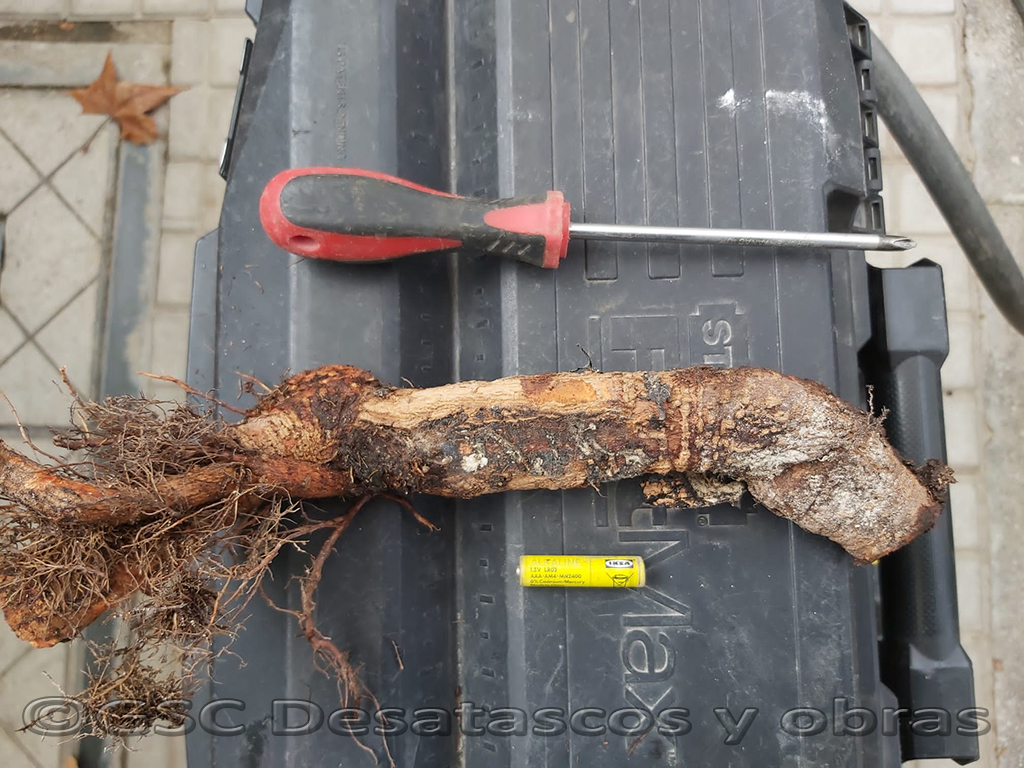 raíces en tuberías